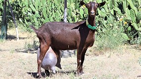Foto de Acrimur realiza una nueva exportacin a Marruecos de ejemplares de raza Murciano-Granadina