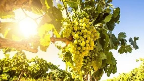 Foto de Efectos del bioestimulante 'Equilibrium' en viñedo: mejora de la madurez, composición y expresión aromática en uvas Chardonnay