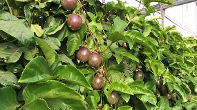Foto de Cajamar y Asoproa analizarn la evolucin del mercado de las frutas tropicales