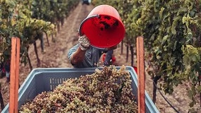 Foto de La vendimia 2025 apunta a una producción moderada con expectativas de alta calidad
