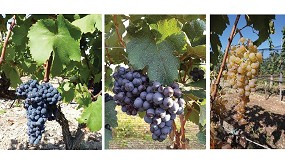 Foto de El INCAVI solicita incorporar cinco nuevas variedades a la lista del Potencial Vitcola Cataln, dos de ellas resistentes al mildiu y al odio