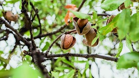 Foto de Andaluca ver mermada su cosecha de almendra casi un 5%