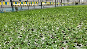 Sustrato Especial Hortcolas Plus de Gramoflor Ibrica