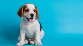 Cul es la alimentacin ms adecuada para un cachorro?