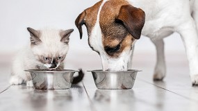 Foto de Por qu es importante el DHA en la alimentacin para cachorros?