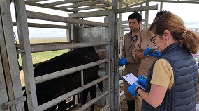 Foto de Llegan las primeras novillas del GO Smartfarmrani al centro de recra de Riocabado