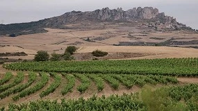 Foto de Bodegas Roda comparte su experiencia sobre el sistema keyline en viñedo