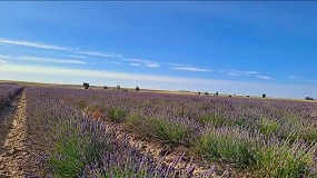 Foto de Los bajos precios y la falta de apoyo ponen en riesgo el cultivo de lavanda en España
