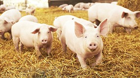 Foto de El sector confa en que la investigacin china al cerdo acabe de forma positiva