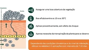 Foto de Autorizao de Emergncia do Naturalis para o controlo do percevejo-asitico (Halyomorpha halys) em kiwis