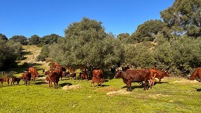Foto de La raza bovina Retinta protagoniza la 174 Feria de Ganado de Algeciras (Cdiz)