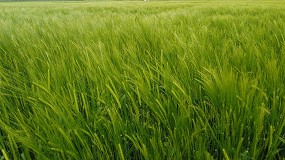 Foto de Tecnologa y sostenibilidad en el campo: As nace el cereal con baja huella de carbono