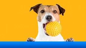 Foto de Más que un juego: estrategia y salud en el sector pet care