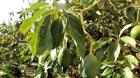 Foto de Crece el consumo mundial de aguacate y su produccin en la pennsula ibrica