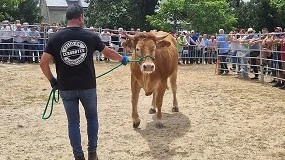 Foto de Récord en la subasta de Rubia Gallega en Adai con un precio medio de 3.933 euros