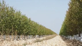 Foto de Sustentabilidade da am�ndoa europeia ajuda a combater as altera��es clim�ticas na Pen�nsula Ib�rica