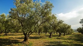 Picture of Un hongo podría ayudar a contener la enfermedad causada por Xylella fastidiosa
