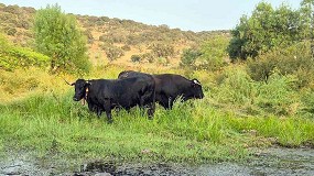 Foto de La trashumancia de la raza Avilea-Negra Ibrica vuelve a la sierra de Gredos