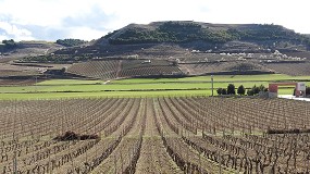 Foto de Agricultura autoriza 914 hectreas para nuevas plantaciones de viedo en 2025