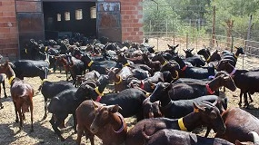 Foto de Desaparece en cinco años el 40% de las granjas de ovino y caprino de leche en la Comunidad Valenciana