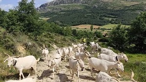 Foto de Un rebaño de cabras desbrozará dos montes burgaleses para prevenir incendios forestales