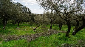 Portugal: a la vanguardia de la olivicultura y la elaiotecnia internacional