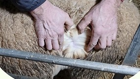 Foto de Ovign ofrece un nuevo servicio de anlisis de calidad de lana para Merino y Castellana
