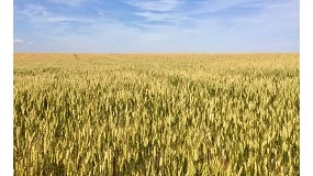 Foto de Consulai lan�a plataforma sobre cereais e oleaginosas