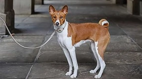 Foto de Pet tech: la tecnología para el cuidado de las mascotas vive un boom imparable