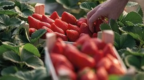 Foto de Campaña de frutos rojos 2024/2025: cae un 5% la producción de fresas y crece un 8% la de arándano