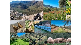 Foto de La agricultura regenerativa en el olivar: una va hacia la sostenibilidad rural y ambiental