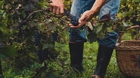 Foto de Manuel Martínez Corta: “La cosecha en verde salva los trastos, pero la solución en Rioja pasa por equilibrar plantaciones y ventas”
