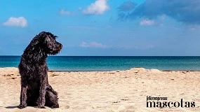 Foto de ¿Qué debemos tener en cuenta durante una escapada a la playa con nuestro perro?