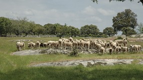 Foto de La Extensin de Norma de Interovic prev aportaciones de ganaderos de 0,08 y 0,09 euros por cabeza