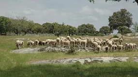 Foto de La Extensión de Norma de Interovic prevé aportaciones de ganaderos de 0,08 y 0,09 euros por cabeza