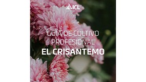 Foto de ICL publica una gua completa para la nutricin del crisantemo