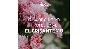 Foto de ICL publica una gua completa para la nutricin del crisantemo