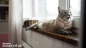 Un 30% de los dueos de gatos desconoce los signos de deshidratacin en sus mascotas