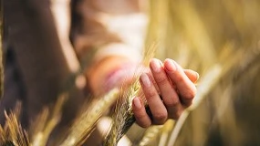 Foto de Rentabilidad mediante innovación y sostenibilidad al servicio del agricultor