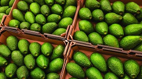 Foto de Luz verde a las extensiones de norma del aguacate y mango y del vacuno de carne