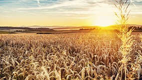 Foto de Cooperativas confirma la previsin de cosecha de cereales en Espaa, la segunda mayor desde 1990