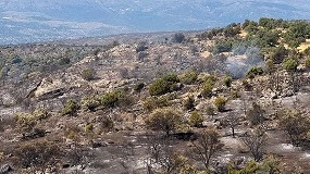 Foto de Exigen actuaciones inmediatas para la ganadería tras el incendio forestal de Navaluenga
