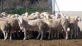 Foto de El precio de la leche para la DOP Queso Manchego ya ha bajado un 40% en el presente ao