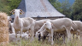 Foto de El proyecto Ovihuec.dat impulsa un nuevo modelo de ganadera extensiva en el Pirineo