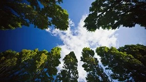Foto de Los Brother Forests en Japón se registran en las Naciones Unidas para el Medio Ambiente como OECM