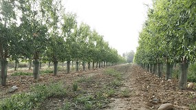 Agromillora organiza una nueva edicin de 'Demotour Almendro en Seto' especfico sobre recoleccin