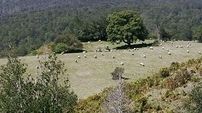Foto de Navarra aprueba ayudas de apoyo para explotaciones lácteas en zonas de montaña