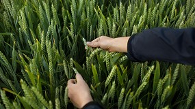 Foto de Bayer da el primer paso para registrar en Europa un novedoso herbicida de postemergencia