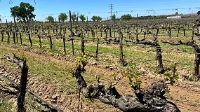 Picture of Madrid desarrolla variedades de vid ante las pérdidas de cultivo en viñedos regionales