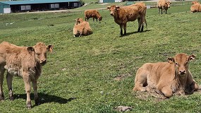 Foto de La extensin de norma del vacuno de carne arranca en 2026 con 0,5 por animal